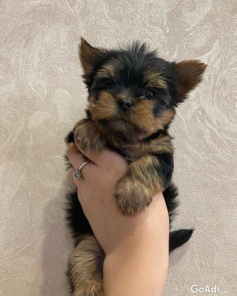 These adorable little puppy 🐾😻