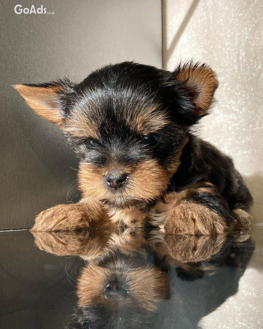 These adorable little puppy 🐾😻