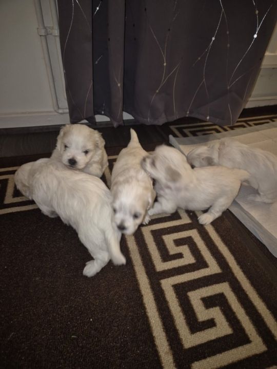 Three bichon frise available for sale