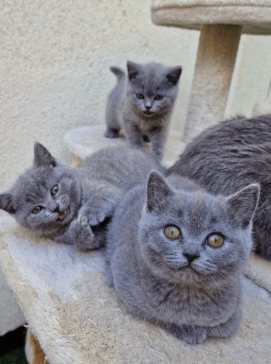 Three blue Britishshorthair kittens girls for sale