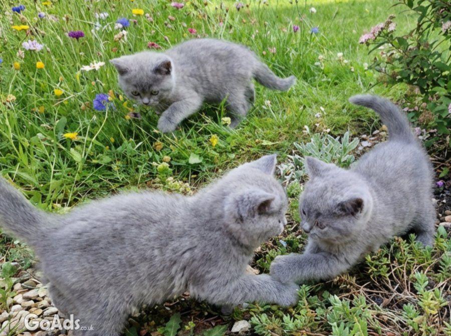 Three blue Britishshorthair kittens girls for sale