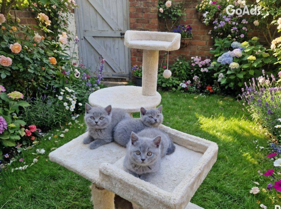 Three blue Britishshorthair kittens girls for sale