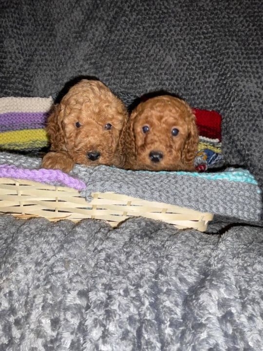 THREE FOX RED MINATURE POODLES PUPPIES 3 BOYS