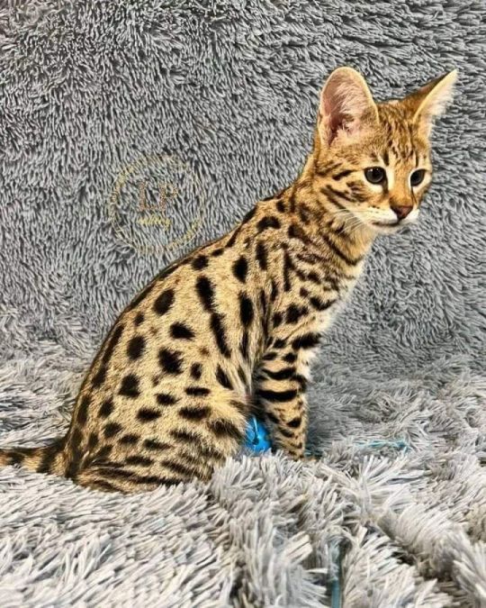 TICA Reg Bengal kitten