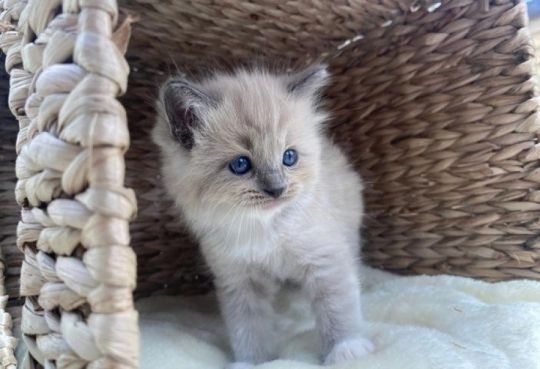 TICA reg Mink/Traditional Ragdoll kittens