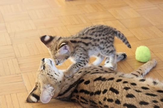 Tica registered Champion Lines Savannah Kittens