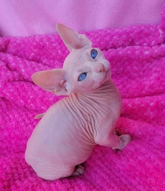 TICA registered Sphynx kittens intact