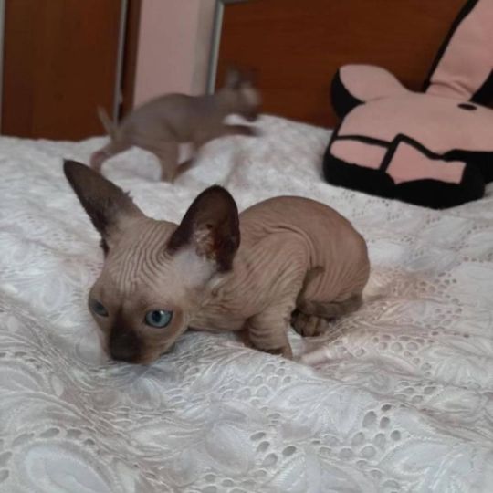 TICA Sphynx kittens Purebred