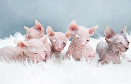 TICA Sphynx kittens