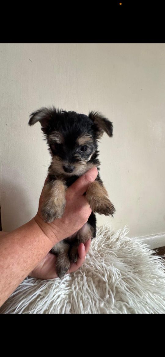 Tiny morkie teddy pupies