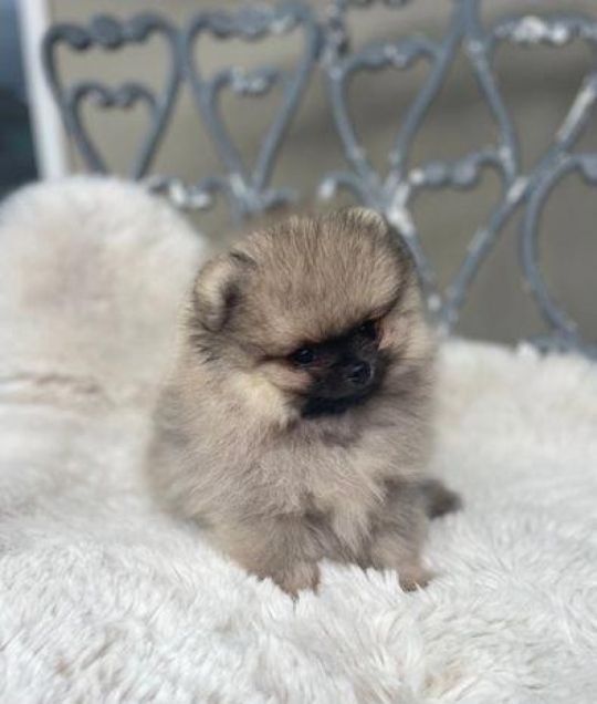 Tiny Show type male Pomeranians Russian lines