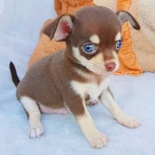 Tiny stunning females with short muzzle