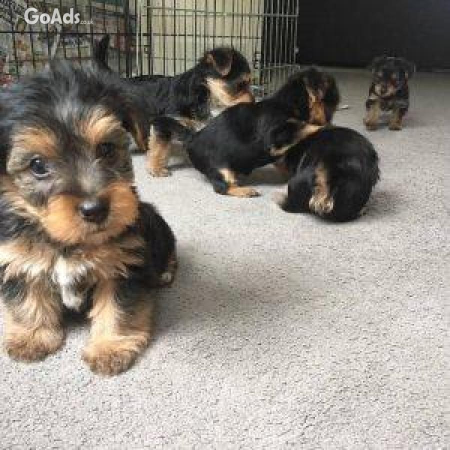 Tiny yorkie puppies