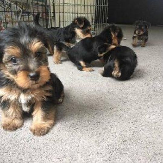 Tiny yorkie puppies