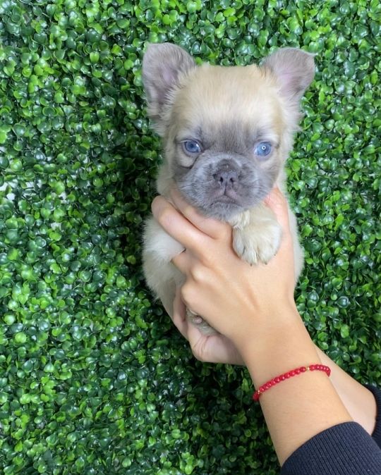 Tommy (fluffy frenchies for Sale)