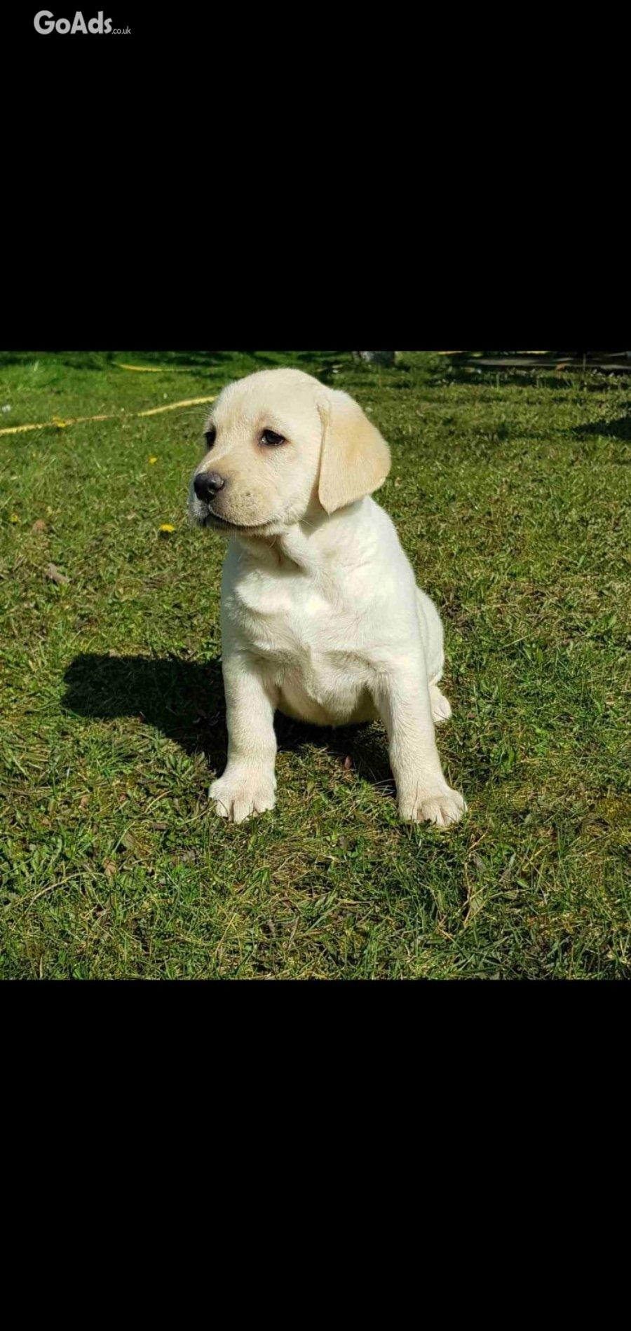 Top litter of Labradors
