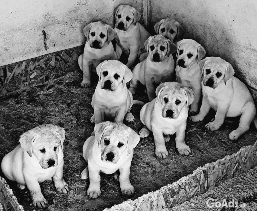 Top litter of Labradors