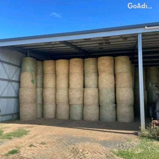 Top Quality Alfalfa Hay for Animal Feeding Stuff Alfalfa /