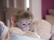 Top quality baby capuchin monkeys Available