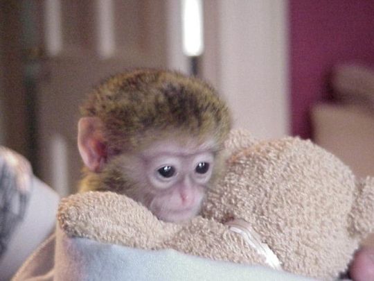 Top quality baby capuchin monkeys Available