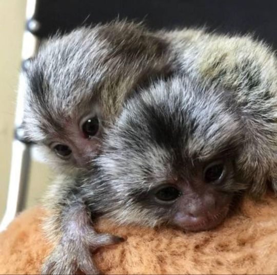 Top quality baby marmoset monkeys for sale