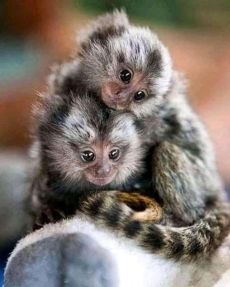Top Quality Marmoset monkeys