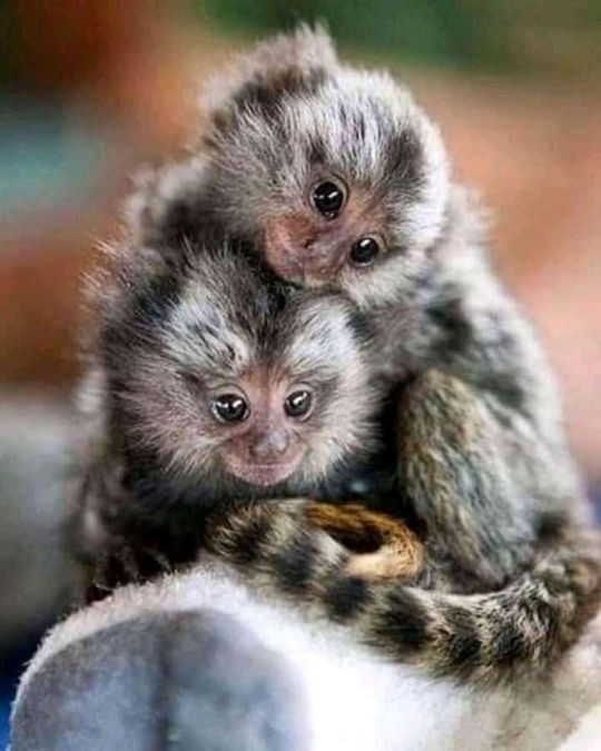 Top Quality Marmoset monkeys