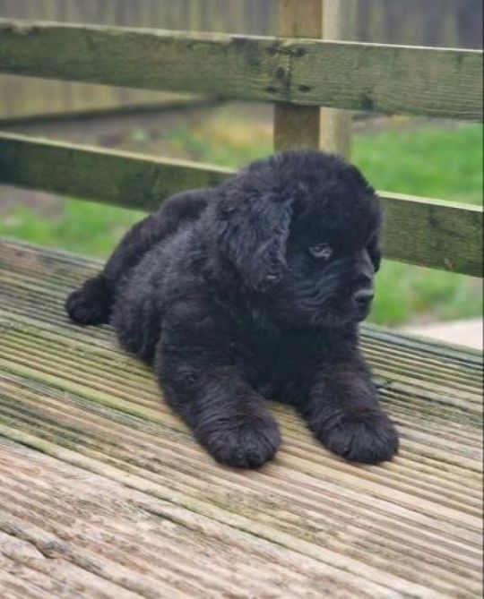 Top quality Newfoundland pups