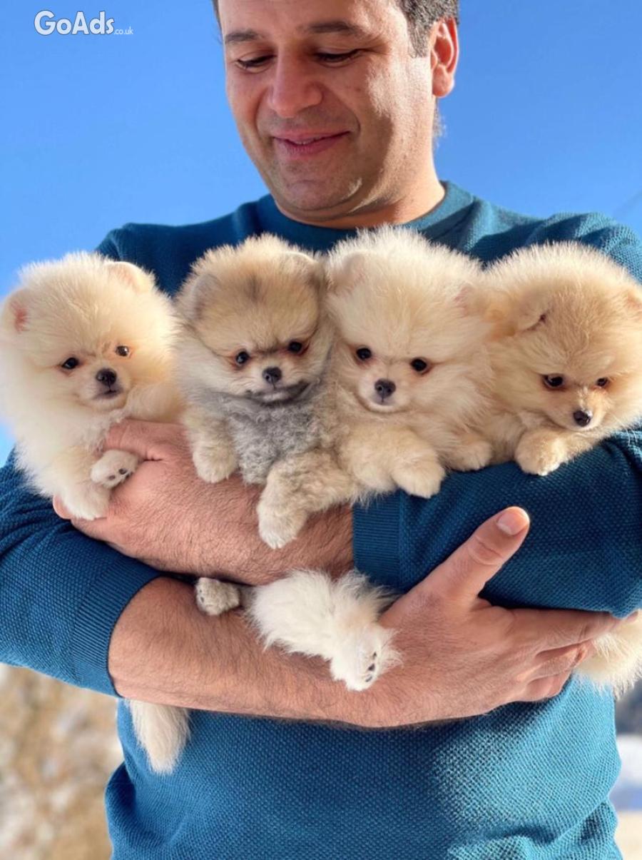  Top Quality Registered Pomeranian pups