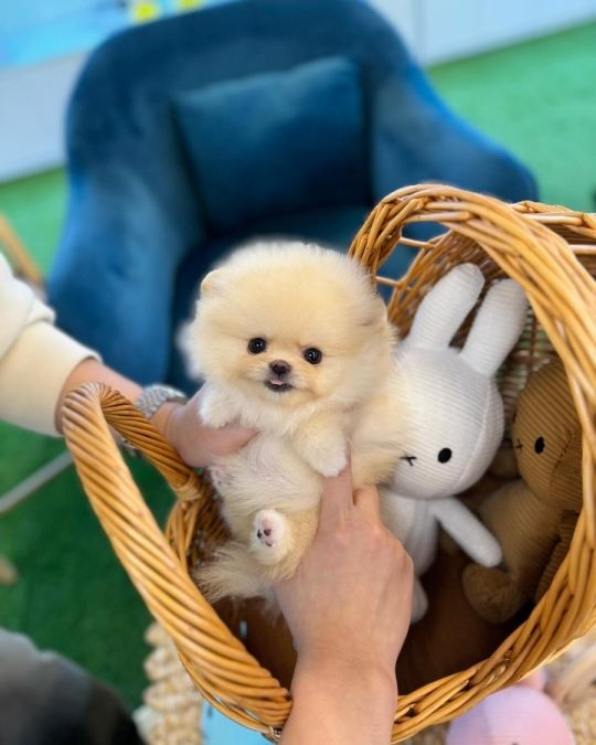 Top Quality Registered Pomeranian