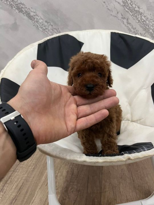 Top quality toy poodle