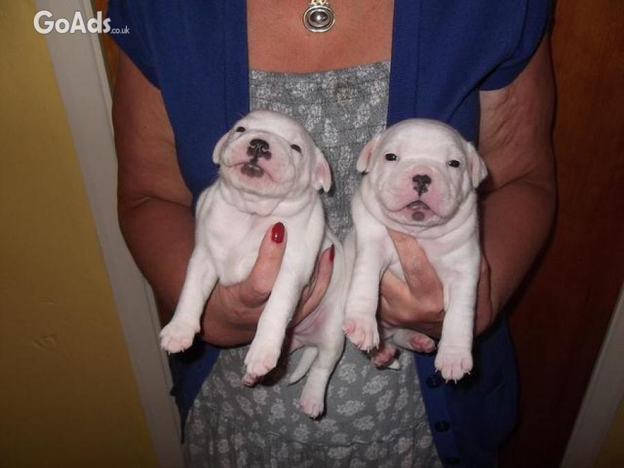 Top quality White Staffordshire Bull Terrier Puppies For Sale