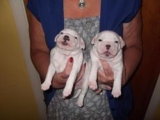 Top quality White Staffordshire Bull Terrier Puppies For Sale