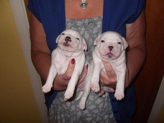 Top quality White Staffordshire Bull Terrier Puppies For Sale