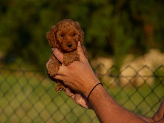 Toy and mini poodles