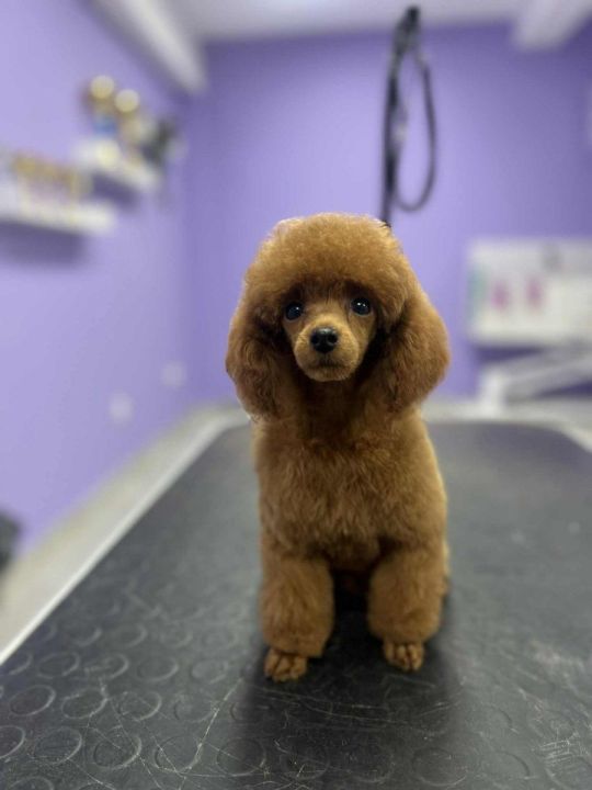 Toy poodle beautiful for sale