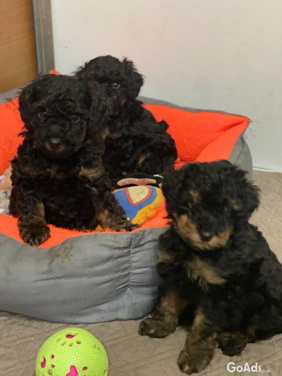 Toy Poodle Black & Tan Pedigree