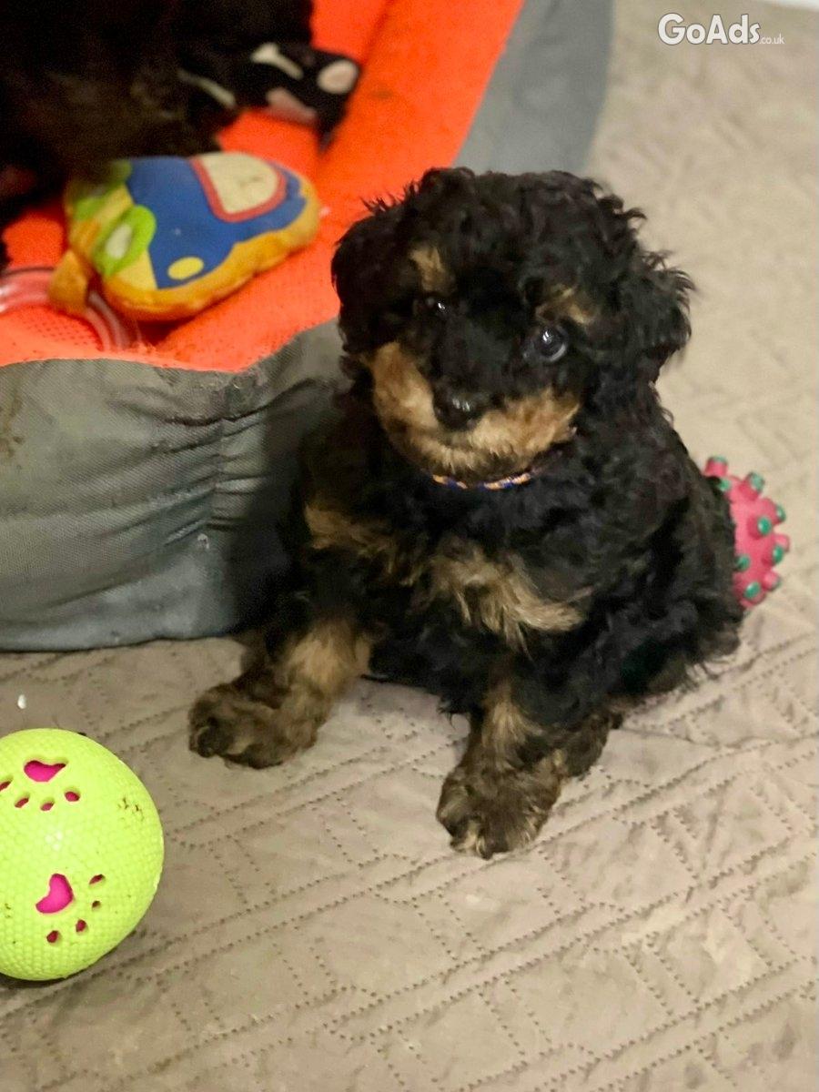 Toy Poodle Black & Tan Pedigree