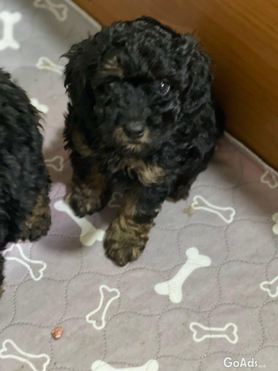 Toy Poodle Black & Tan Pedigree