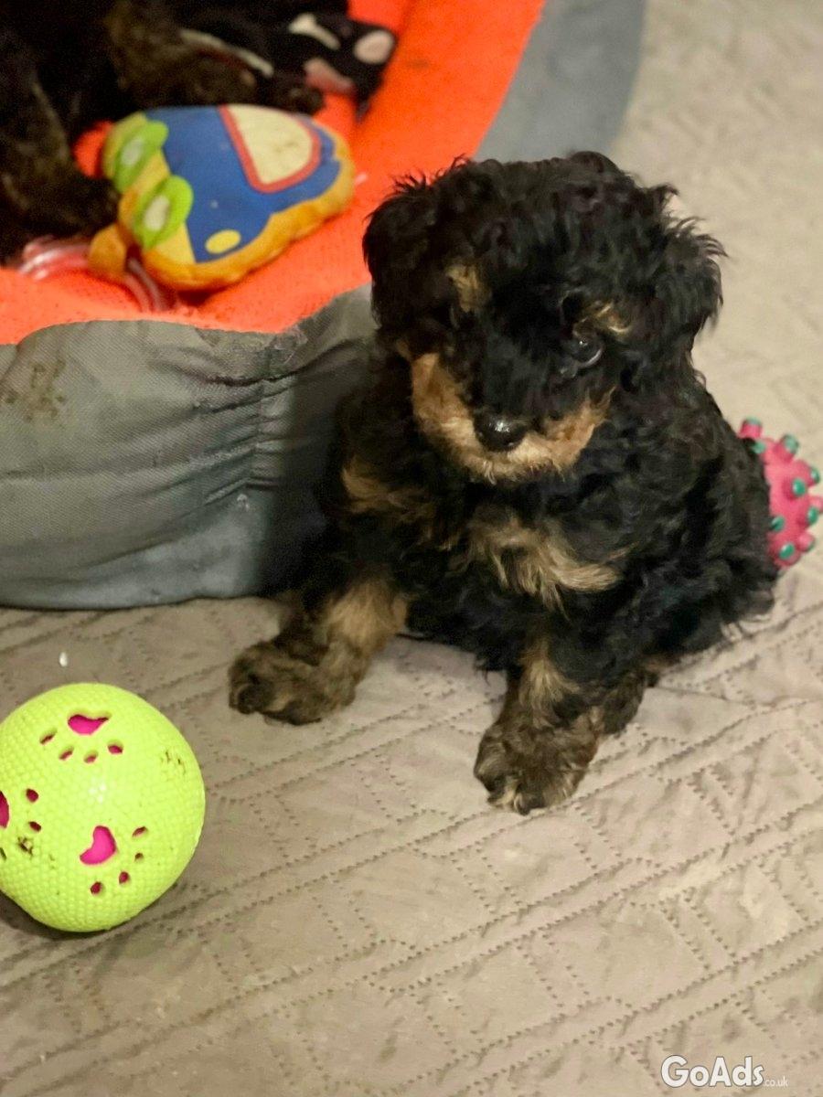 Toy Poodle Black & Tan Pedigree