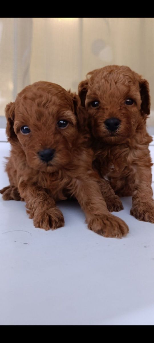 Toy poodle for sale red