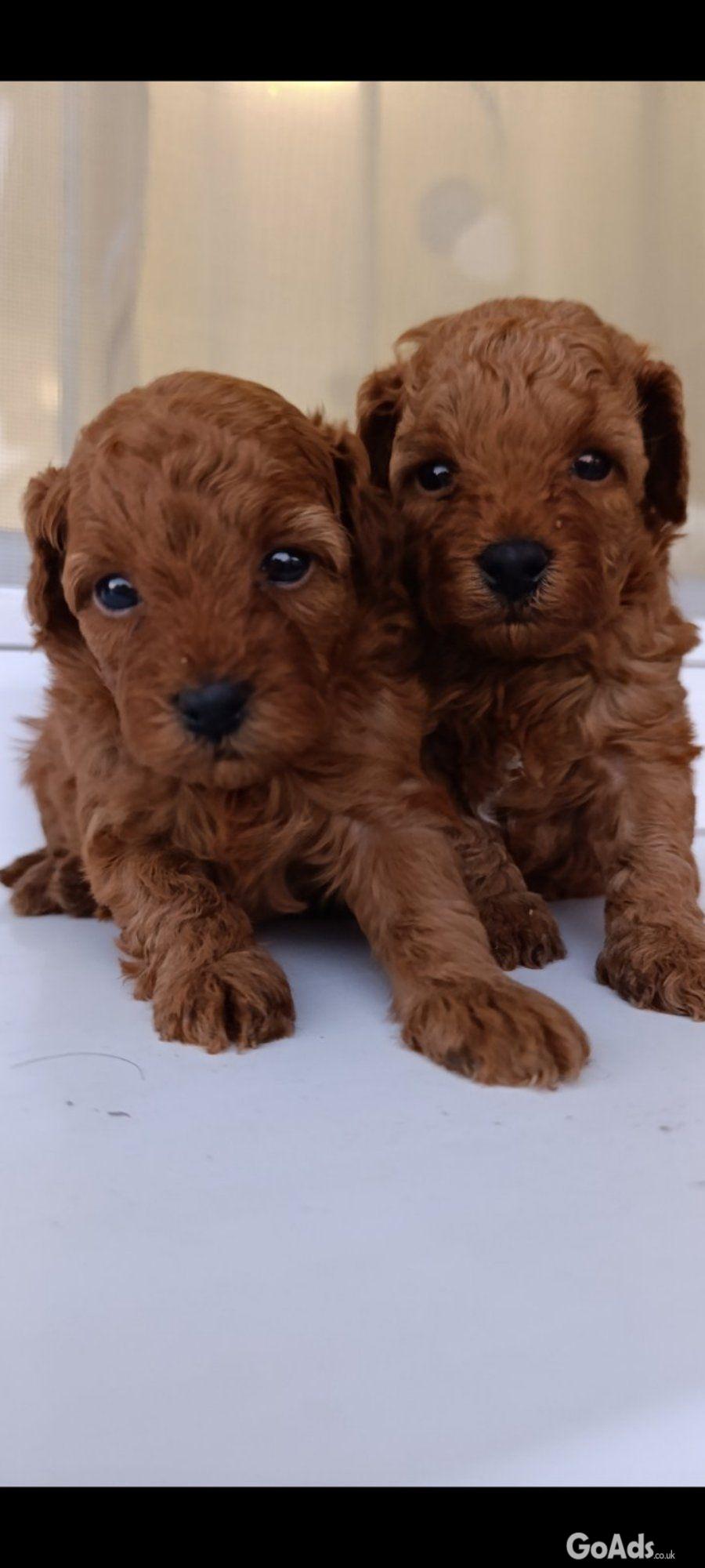 Toy poodle for sale red