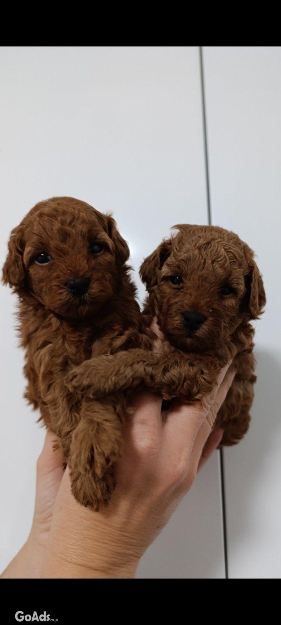 Toy poodle for sale red