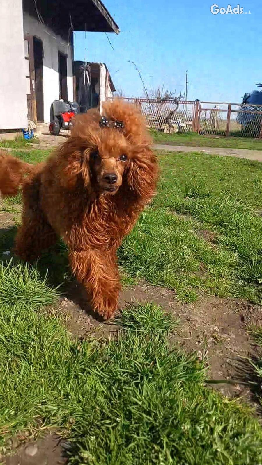 Toy poodle for sale red