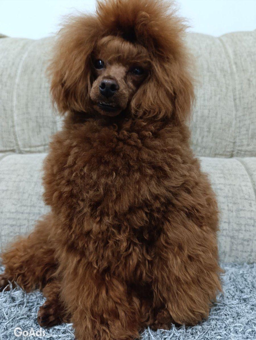 Toy poodle for sale red