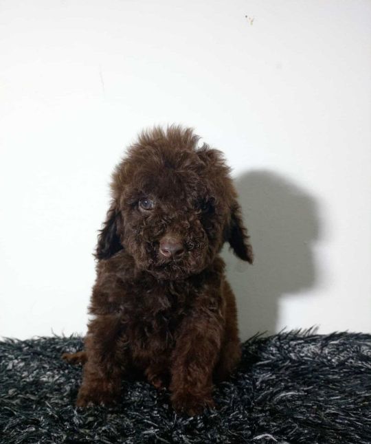 Toy poodle puppies chocolate