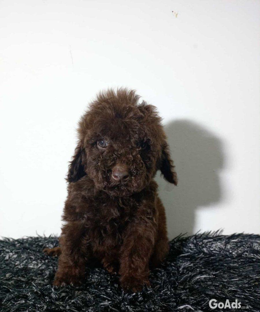 Toy poodle puppies chocolate