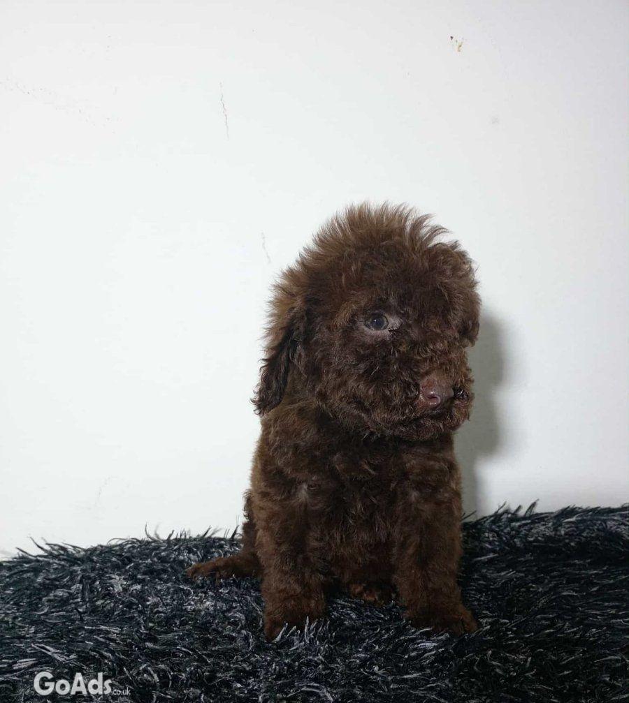 Toy poodle puppies chocolate