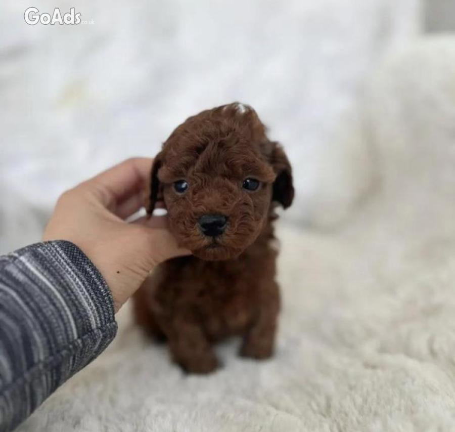 Toy poodle puppies intact registered 