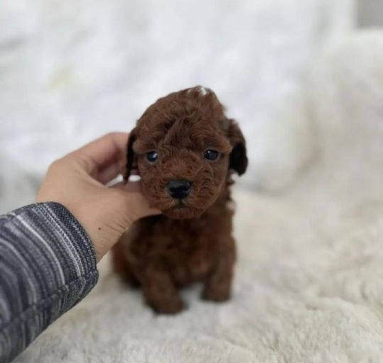 Toy poodle puppies intact registered